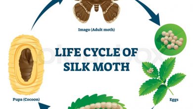 The lifespan clothes Moth of different stages