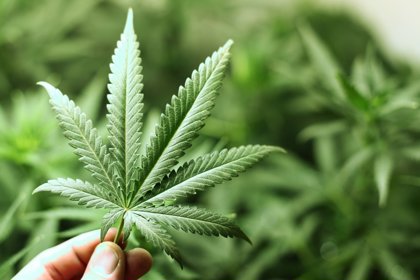 Medical Marijuana in Vermont