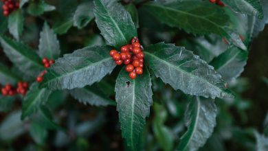 Elderberry