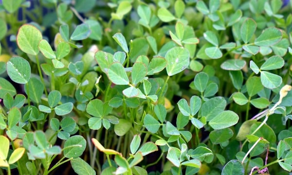 Method of Profitable Fenugreek (Methi) Farming In India