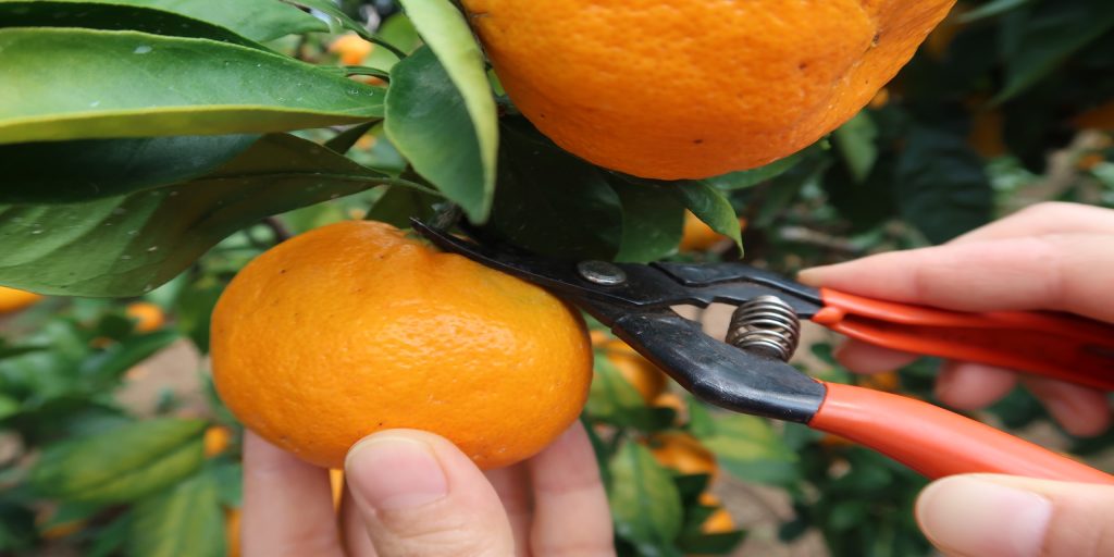 Orange Cultivation