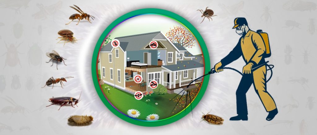 silverfish control