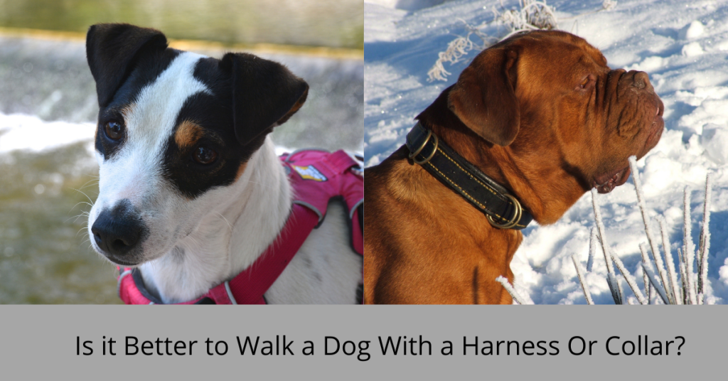 Is it Better to Walk a Dog With a Harness Or Collar