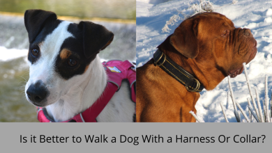 Is it Better to Walk a Dog With a Harness Or Collar