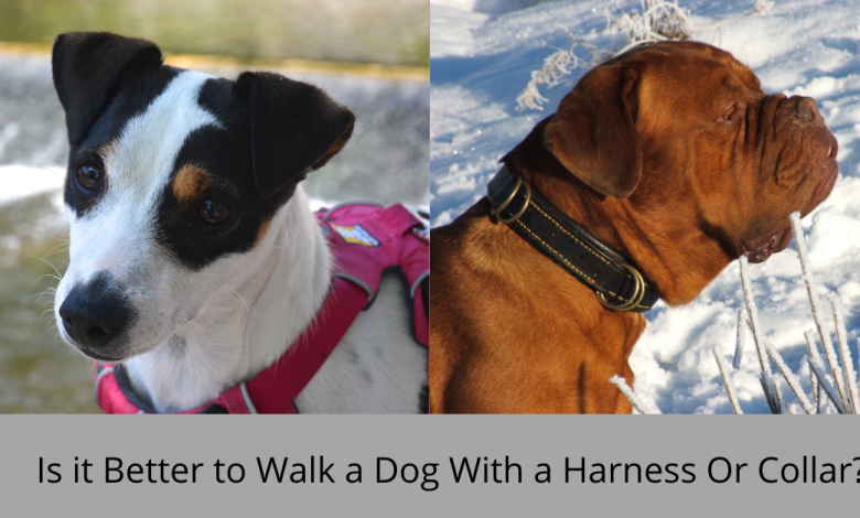 Is it Better to Walk a Dog With a Harness Or Collar