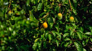 Raw Mangoes