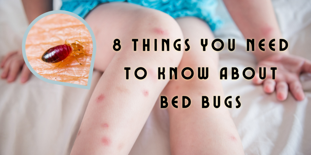 Bed Bugs