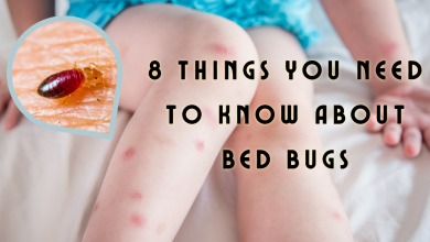 Bed Bugs