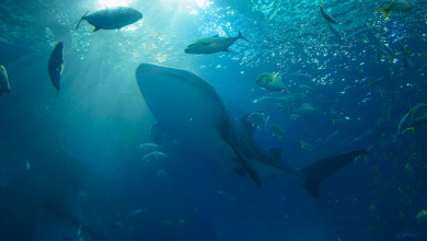 Okinawa Churaumi Aquarium