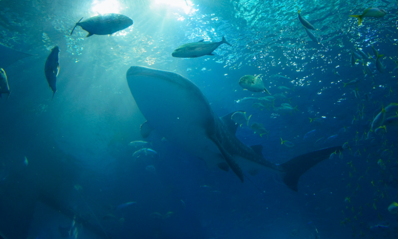 Okinawa Churaumi Aquarium