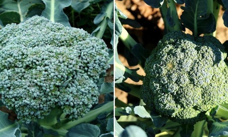 Broccoli Farming Business in India - Complete Information