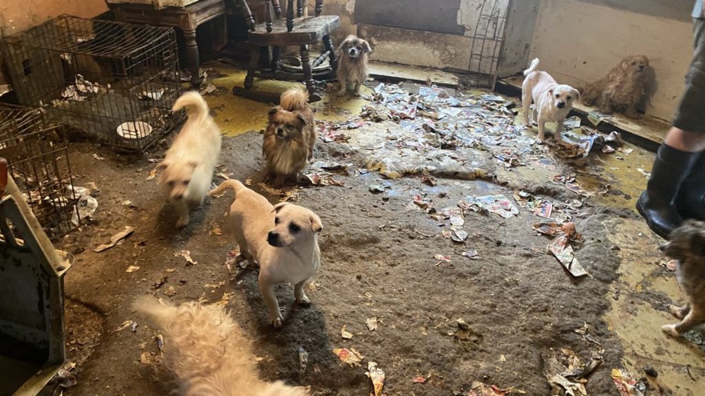 animal hoarding rescue