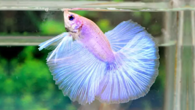 The Easy Trick to Tell How Old a Betta Fish Is in Just a Few Minutes