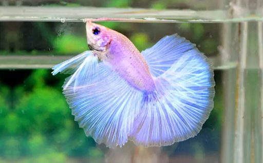 The Easy Trick to Tell How Old a Betta Fish Is in Just a Few Minutes