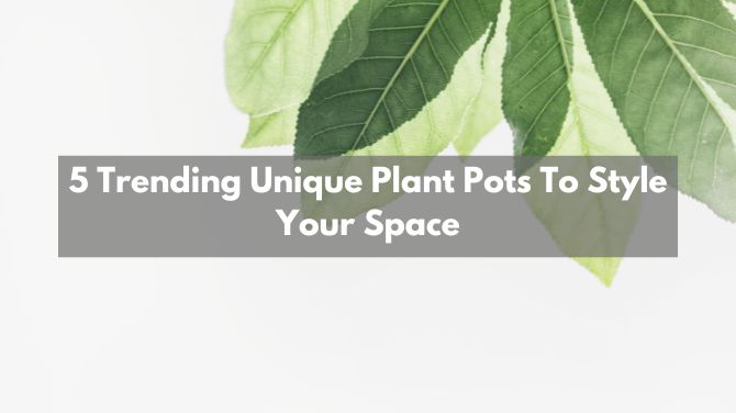 5 Trending Unique Plant Pots To Style Your Space