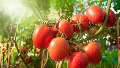 Tomato Farming In India – The Guide For Higher Income