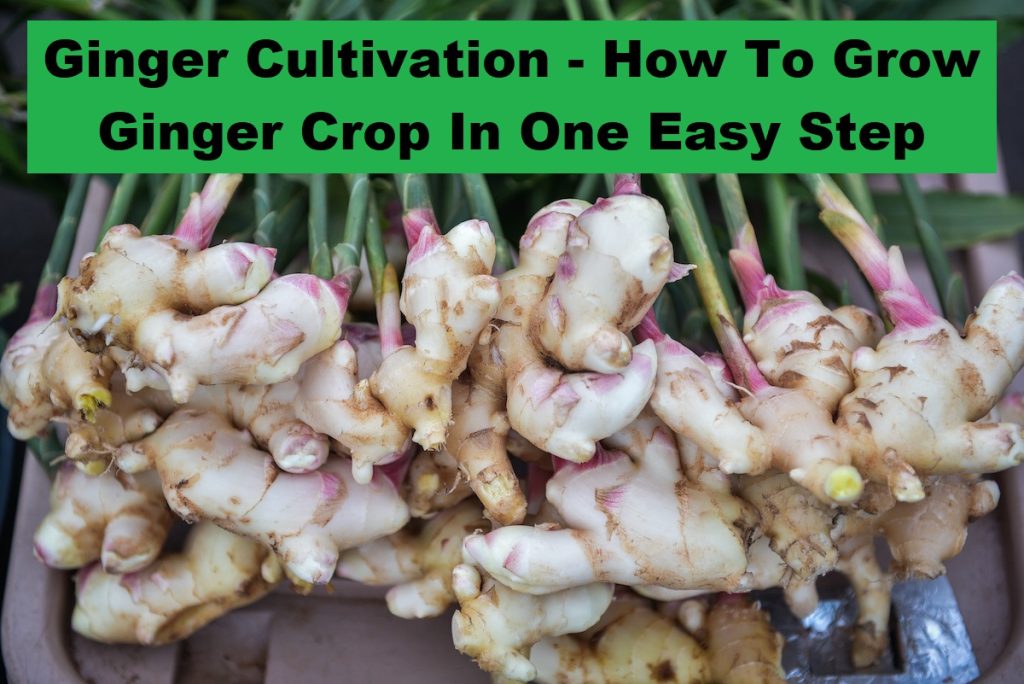Ginger Cultivation - How To Grow Ginger Crop In One Easy Step
