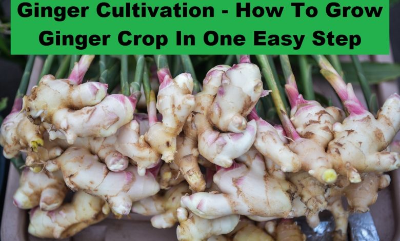 Ginger Cultivation - How To Grow Ginger Crop In One Easy Step