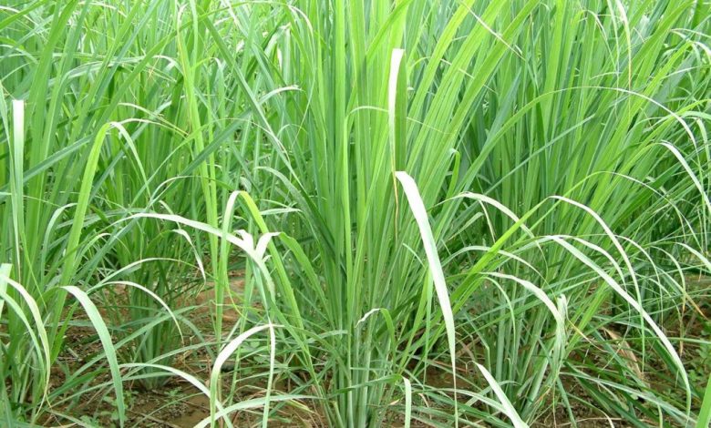 Cultivation of Lemon Grass