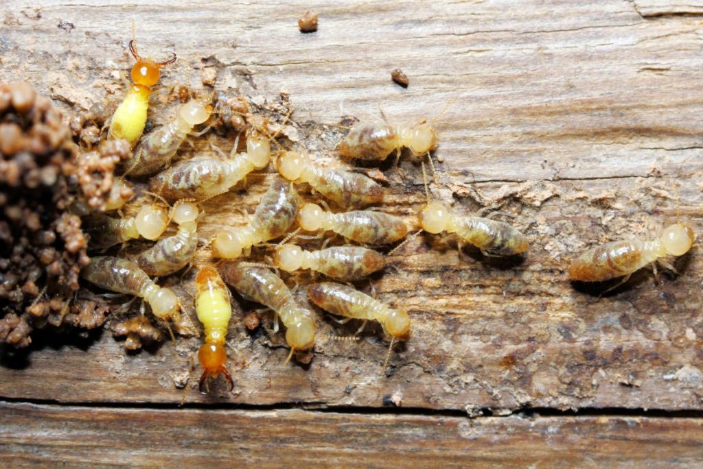 A Helpful Resource for Detecting and Eliminating Termites