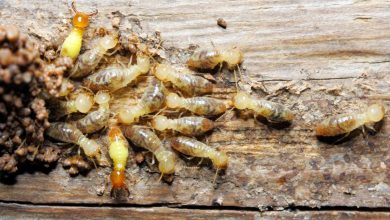 A Helpful Resource for Detecting and Eliminating Termites