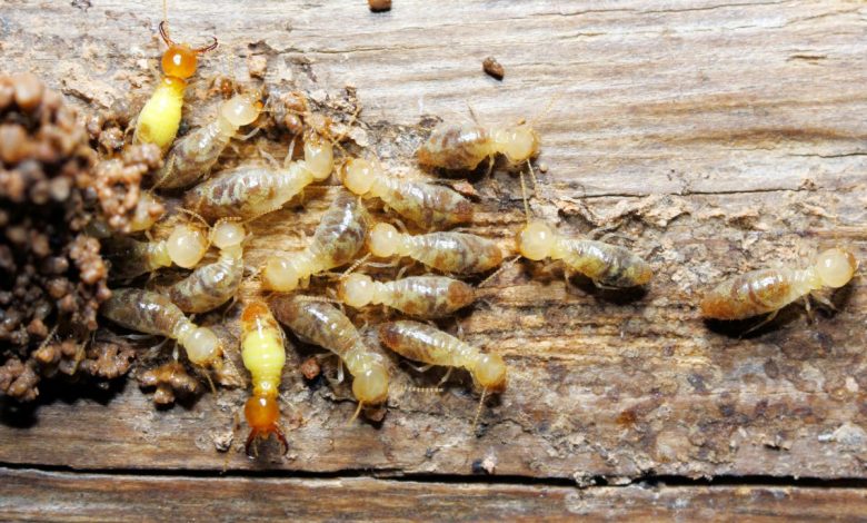A Helpful Resource for Detecting and Eliminating Termites