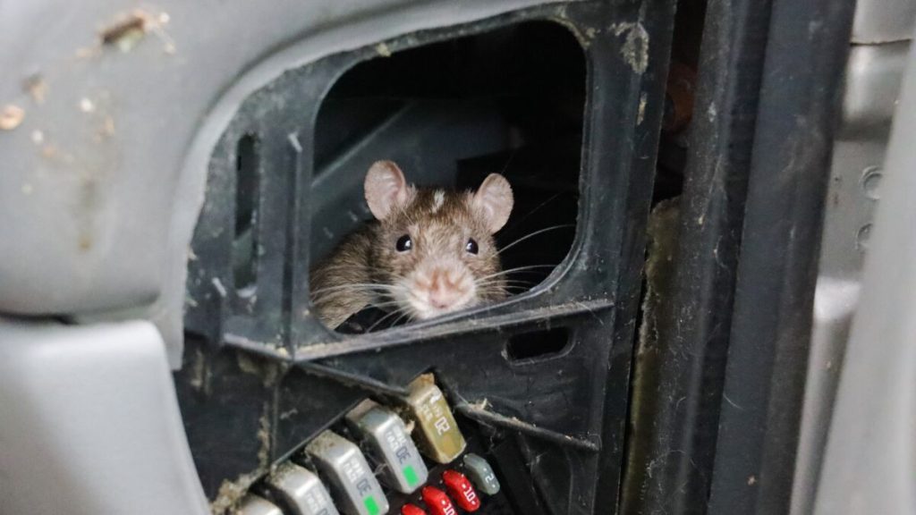 What Do Mice and Rats Do When They Invade Your Escondido Home?