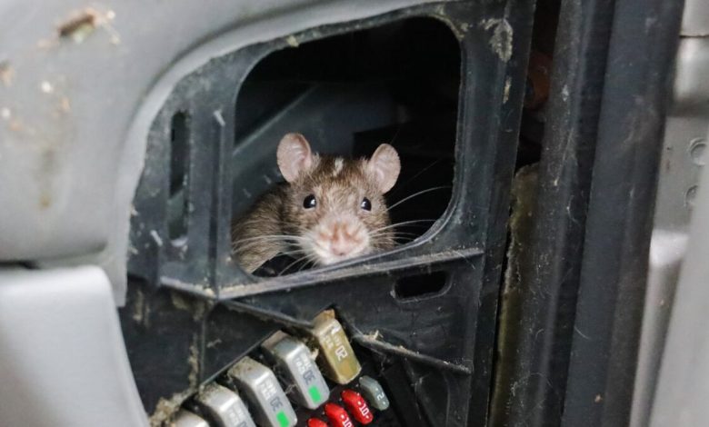 What Do Mice and Rats Do When They Invade Your Escondido Home?